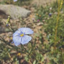 Image result for Linaceae