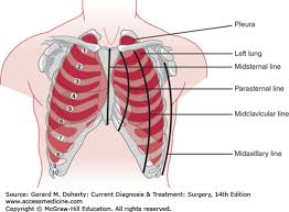 The chest is considered to be the area between the neck and the abdomen and contains many major organs as read below to learn more about chest wall anatomy. Thoracic Wall Pleura Mediastinum Lung Basicmedical Key