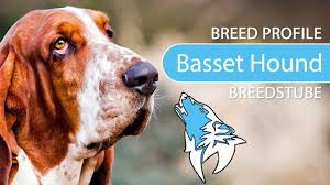 His real name is raymond igbatode, but he has aliases: Basset Hound 2019 Rasse Aussehen Charakter Youtube