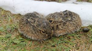 Check spelling or type a new query. Feldhase Fuhlt Sich In Rheinland Pfalz Wohl Landesjagdverband Rheinland Pfalz E V