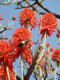 Image result for Erythrina abyssinica