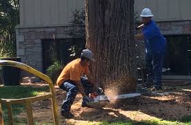 Factors That Affect The Price Of Tree Removal Service