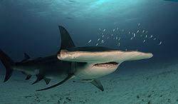 19 jul 2021 22:11 gmt la atemorizante especie es frecuente en aguas. Sphyrna Mokarran Wikipedia La Enciclopedia Libre