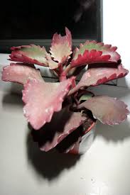 Image result for Kalanchoe brachyloba