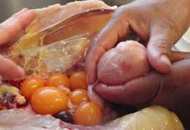 Dalam usaha ternak ayam petelur, semua peternak menginginkan hasil telur yang bagus. Telur Dari Dalam Bangkai Ayam Apakah Halal Dikonsumsi