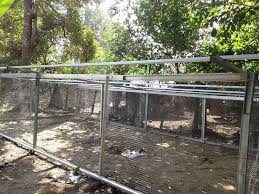 Ternak ayam kampung dengan sistem semi intensif sangat ekonomis dan menguntungkan. Reban Ayam Kos Rendah Ayam Kampung Tradisional Facebook
