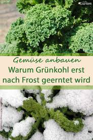 Das wort, das die frühen stunden des tages zwischen sechs und zehn uhr und daher die zeit beschreibt, in der wir unseren alltag starten, kann abhängig von der form, in der es benutzt wird, klein und groß geschrieben werden. Warum Grunkohl Erst Bei Frost Geerntet Wird Grunkohl Garten Gemusepflanze