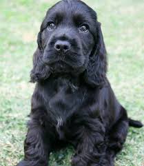 Lindinho Black Cocker Spaniel Puppies Dogs Black Cocker Spaniel