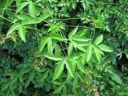 Foraging Texas Passion Vine Maypop Passion Vine Vines Vine Leaves