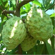 Du khách dù đến đây mùa nào cũng có cơ hội trải nghiệm trái cây ngon nhất xứ đài. Cay Giá»'ng Na Dá»©a Ä'ai Loan Quáº£ To Táº¡i Ha Ná»™i