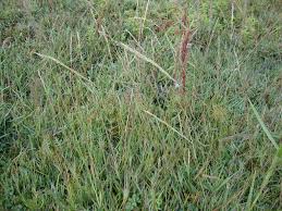 Image result for Eragrostis heteromera