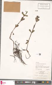 Image result for Enydra fluctuans