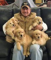 Golden retriever puppies virginia cheap. Golden Retriever Puppies For Sale In West Virginia Golden Retriever Breeders And Information