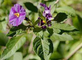 Image result for Lycianthes rantonnetii