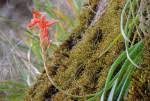 Image result for Aloe inyangensis