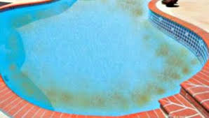 Brush vigorously to remove as much of the algae as possible. Remove And Prevent Swimming Pool Algae