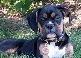 Boxer Dog Breed Pictures 3