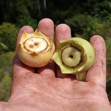 Image result for Bellucia pentamera