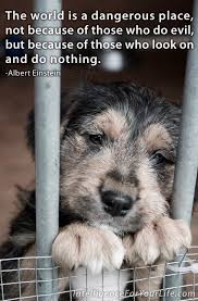 Twitter Animal Rescue Quotes Animal Abuse Quotes Animal Abuse Awareness