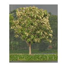 Image result for Tectona