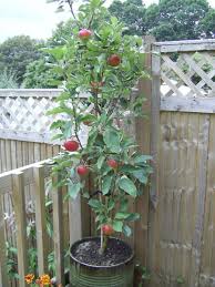 They grow well in most soils, and like other stone fruits. Complete Guide To Dwarf Miniature Fruit Trees Chris Bowers