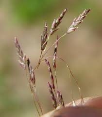 Image result for Eragrostis pilosa