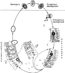 Image result for Schizozygia