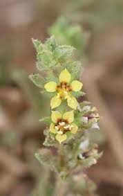 Image result for Vahlia digyna