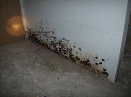 Individuals who have been exposed to such molds may develop a rare lung disease called pulmonary hemosiderosis, which is a type of lung disorder that may cause bleeding in the lungs, according to pulmonaryhemosiderosis.com. Pin On Los Angeles Mold Removal