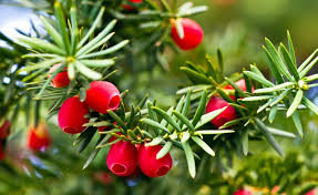 Die Eibe Ein Besonderer Nadelbaum Pflanzen Hecke Pflanzen Vorgarten Pflanzen