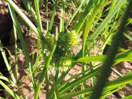 Image result for Courtoisina cyperoides