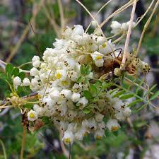 Image result for Cuscuta abyssinica