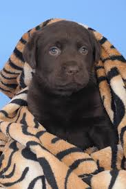 Aodaer pack of 4 pet blankets with paw prints pet cushion animals blanket puppy dog blanket for small animals, black, grey, beige and light blue, 70 x 100 cm 4.2 out of 5 stars 124 £15.99 £ 15. Check Out The Best Dog Blankets Small To Large Every Style