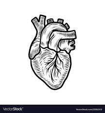 Hand drawing sketch anatomical heart. Anatomical Heart Drawing Vector Novocom Top
