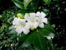 Image result for Maerua paniculata