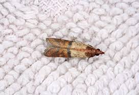 How To Get Rid Of Moths With Natural Solutions Getting Rid Of Moths Moth Coffee Stain Removal