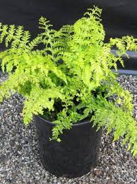 Image result for Asplenium barteri