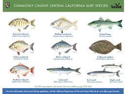 More Random Pics Fish California Surf Beach Fishing