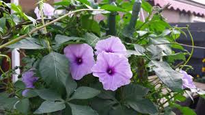 Image result for Ipomoea transvaalensis
