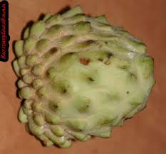 Get fully grown, potted plants delivered to your door. Atemoya Tree How To Grow Care