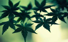 No more wallpapers to load. Ps4 4k Weed Wallpapers Top Free Ps4 4k Weed Backgrounds Wallpaperaccess