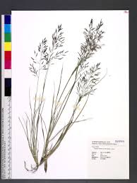 Image result for Eragrostis tenuifolia