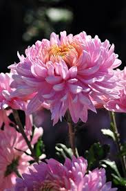 Chrysanthemum Of The Nikitsky Botanical Gardens Pansies Flowers Chrysanthemum Flower Beautiful Flowers