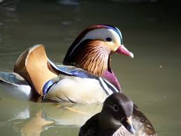 What do they taste like? Mandarin Ducks For Sale