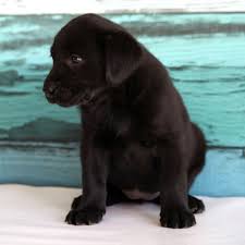 Puppyfinder.com is your source for finding an ideal puppy for sale near charlotte, north carolina, usa area. Labrador Retriever Puppies For Sale Charlotte Nc 320520