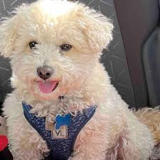 Fundraiser by Isabel Vizcaino : Help raise money for Milo's surgery!!