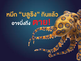 หนุ่มเจอหมึกย่างคล้าย หมึกบลูริง ขายในตลาดย่านซอยศาลธนบุรี 19 เตือนพ่อค้าแล้วแต่ยังจะขายต่อไม่รู้จะเตือนทุกคนยังไงเลยเอามาลงเฟซบุ๊ก. à¸«à¸¡ à¸à¸šà¸¥ à¸£ à¸‡ à¸ž à¸©à¹à¸£à¸‡à¸à¸§ à¸²à¸‡ à¹€à¸« à¸² 20 à¹€à¸— à¸² à¹€à¸œà¸¥à¸­à¸ à¸™à¸– à¸‡à¸•à¸²à¸¢