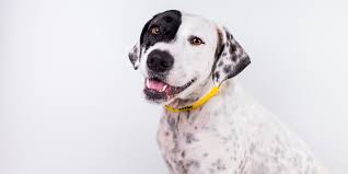 Before an adoption is finalised, we might organise a meet and greet with the animal in your garden. Adopt A Pet Rescue Pets Rspca Animals Rspca Queensland