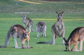 Kangaroos are an icon of australia! Assessing Kangaroo Health For Dummies Wildlife Biology