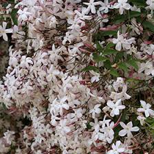 Image result for Jasminum schimperi